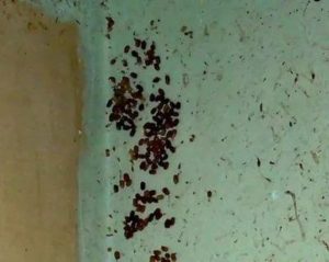 Уничтожение тараканов Яхрома