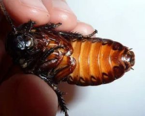 Уничтожение тараканов Вязьма
